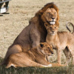 Lions at Uganda National Park