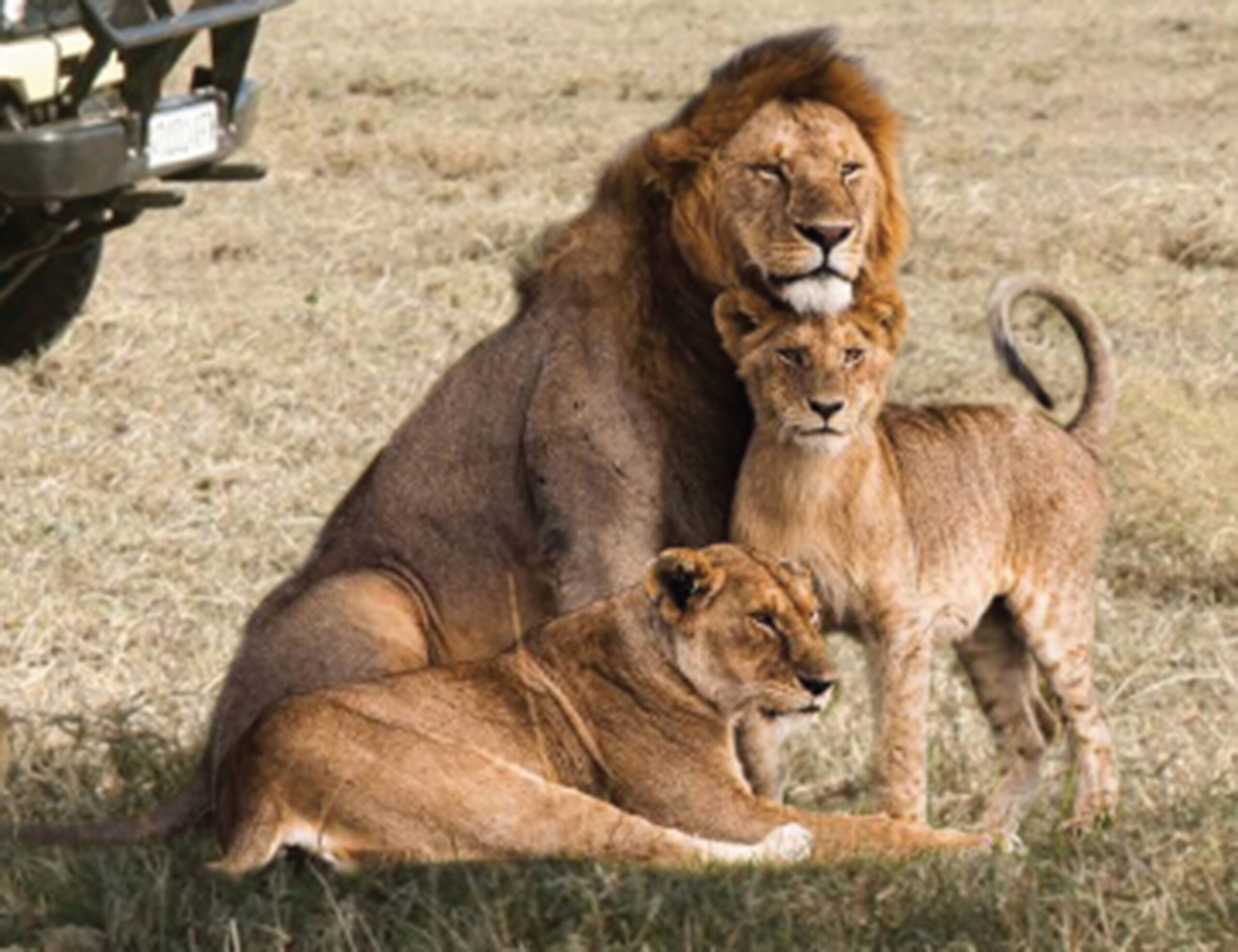 Lions at Uganda National Park