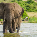 Elephant , Queen Elizabeth N.P., Las Vegas Tours and Travel