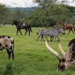 Uganda Safari Tours