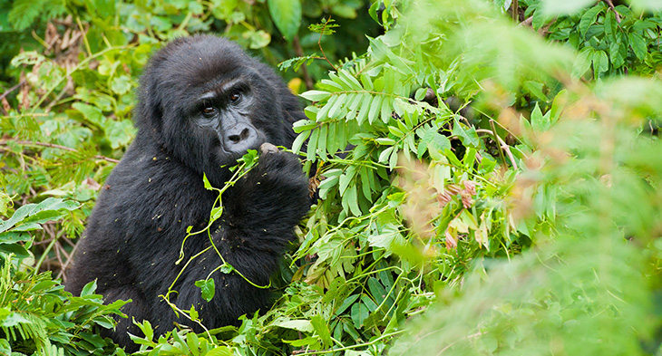 Uganda Safari Tours