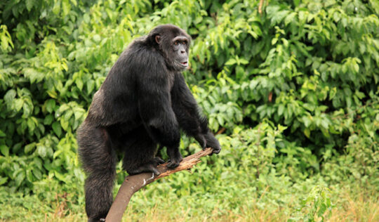 rsz_chimpanzee-uganda-2023-11-27-05-13-51-utc Uganda Safari Tours