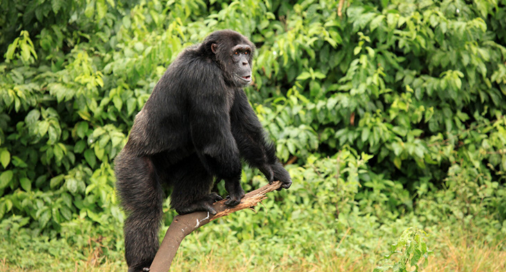 Uganda Safari Tours